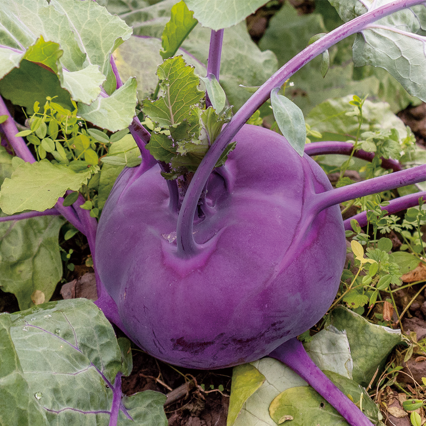 november_kohlrabi_05.png