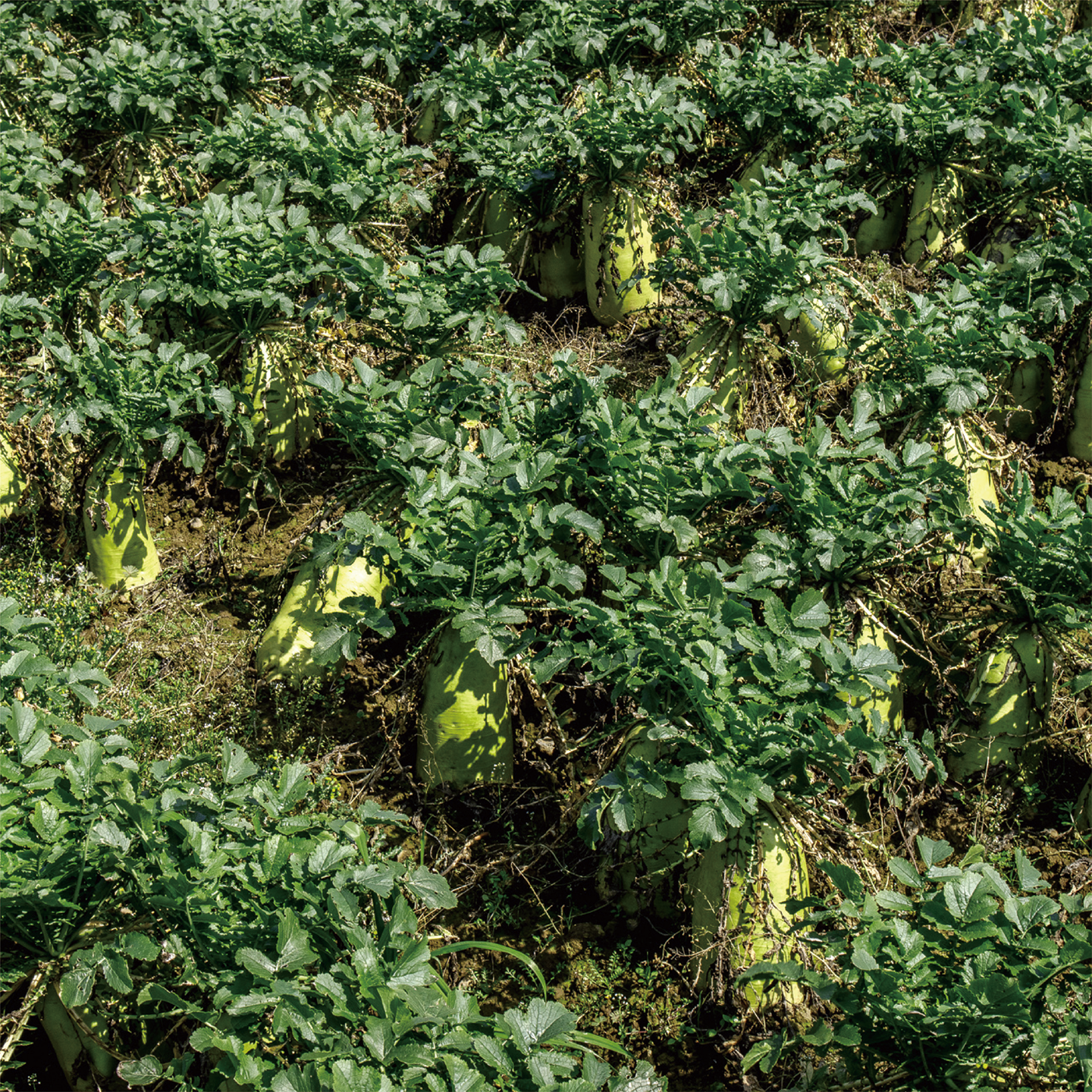 december_radish_11.png