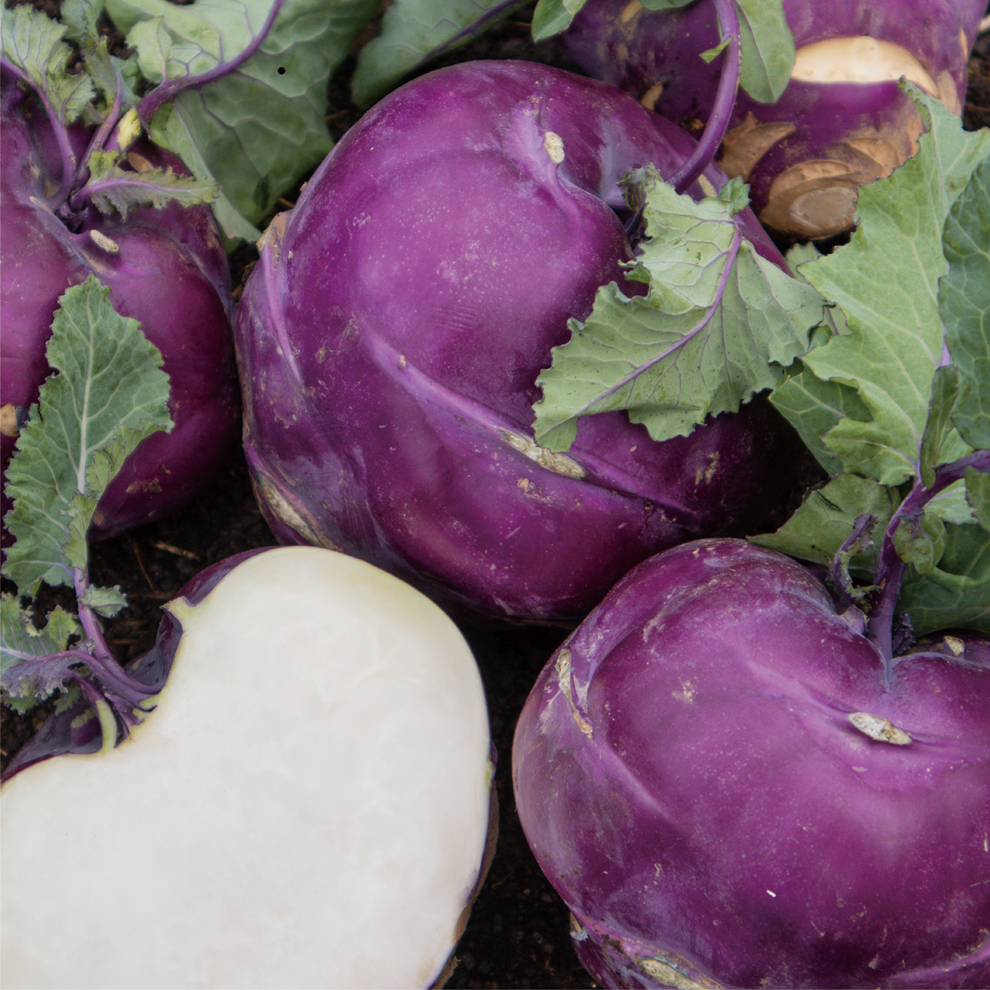 november_kohlrabi_10.png