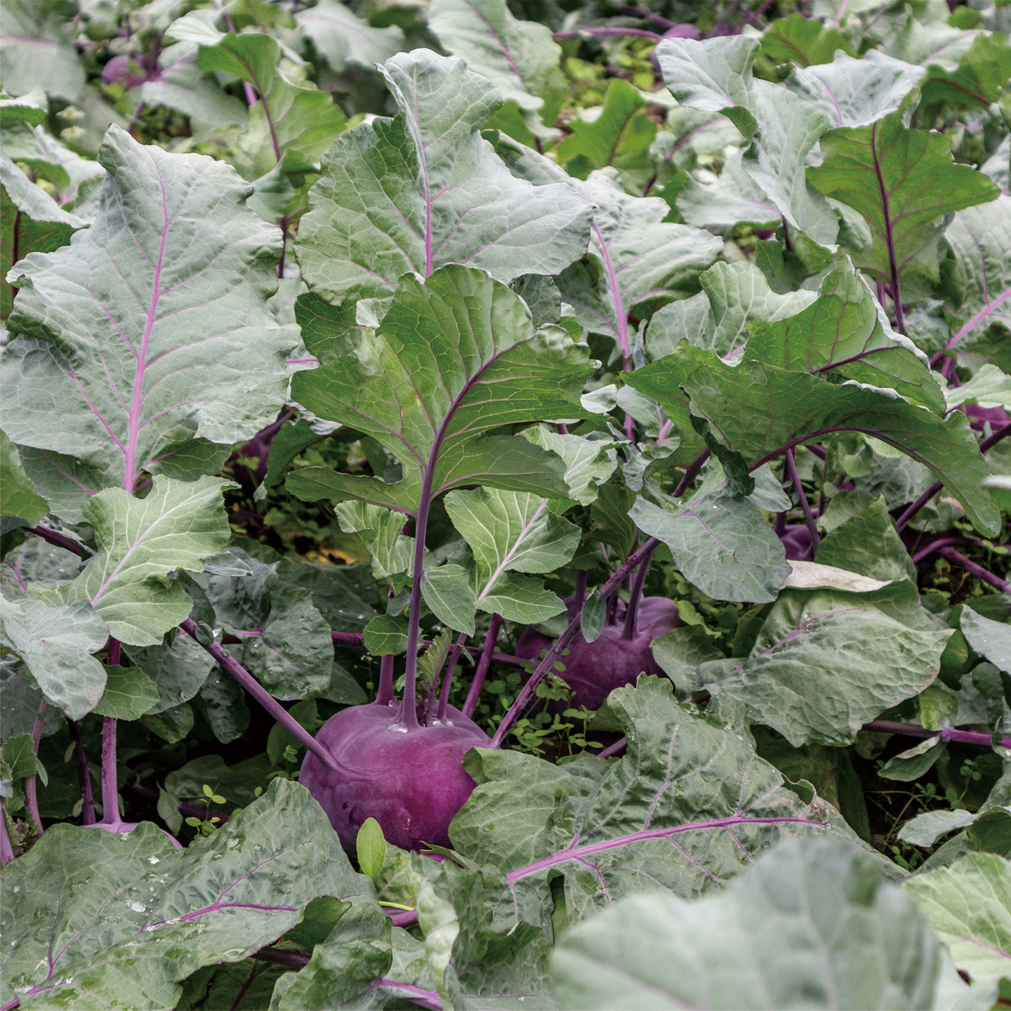 november_kohlrabi_09.png