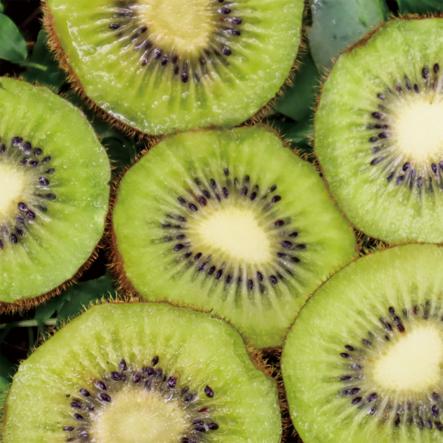 october_green kiwi-09.png