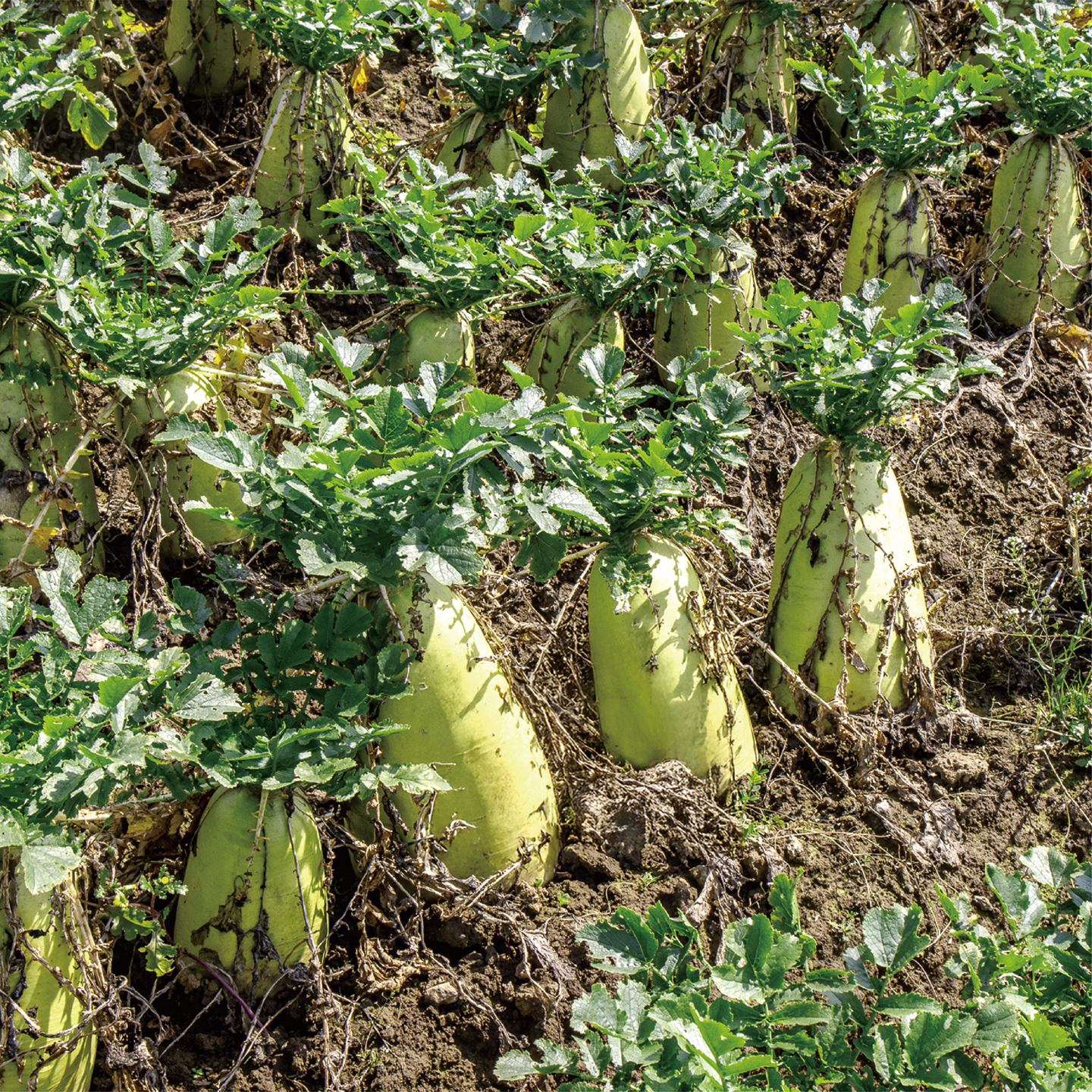 december_radish_09.png
