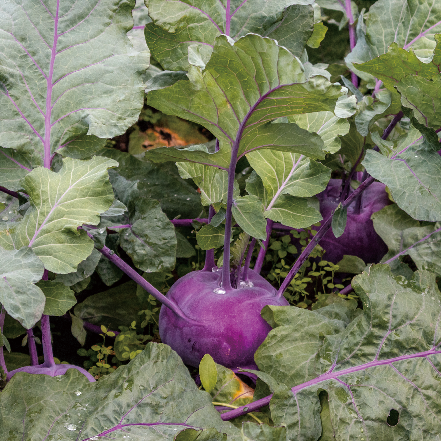 november_kohlrabi_03.png