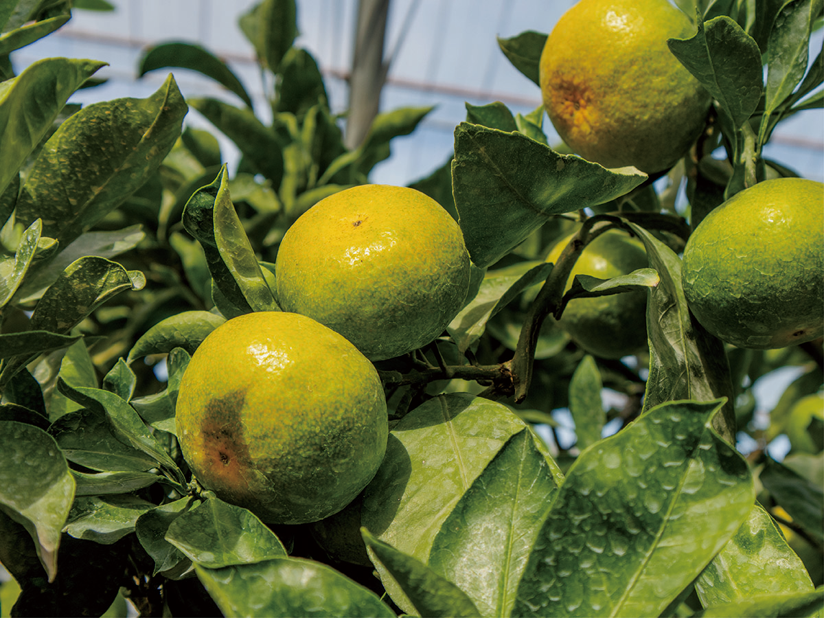 blog_september_young mandarin-09.png