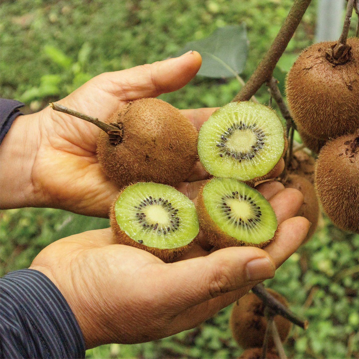 october_green kiwi-03.png