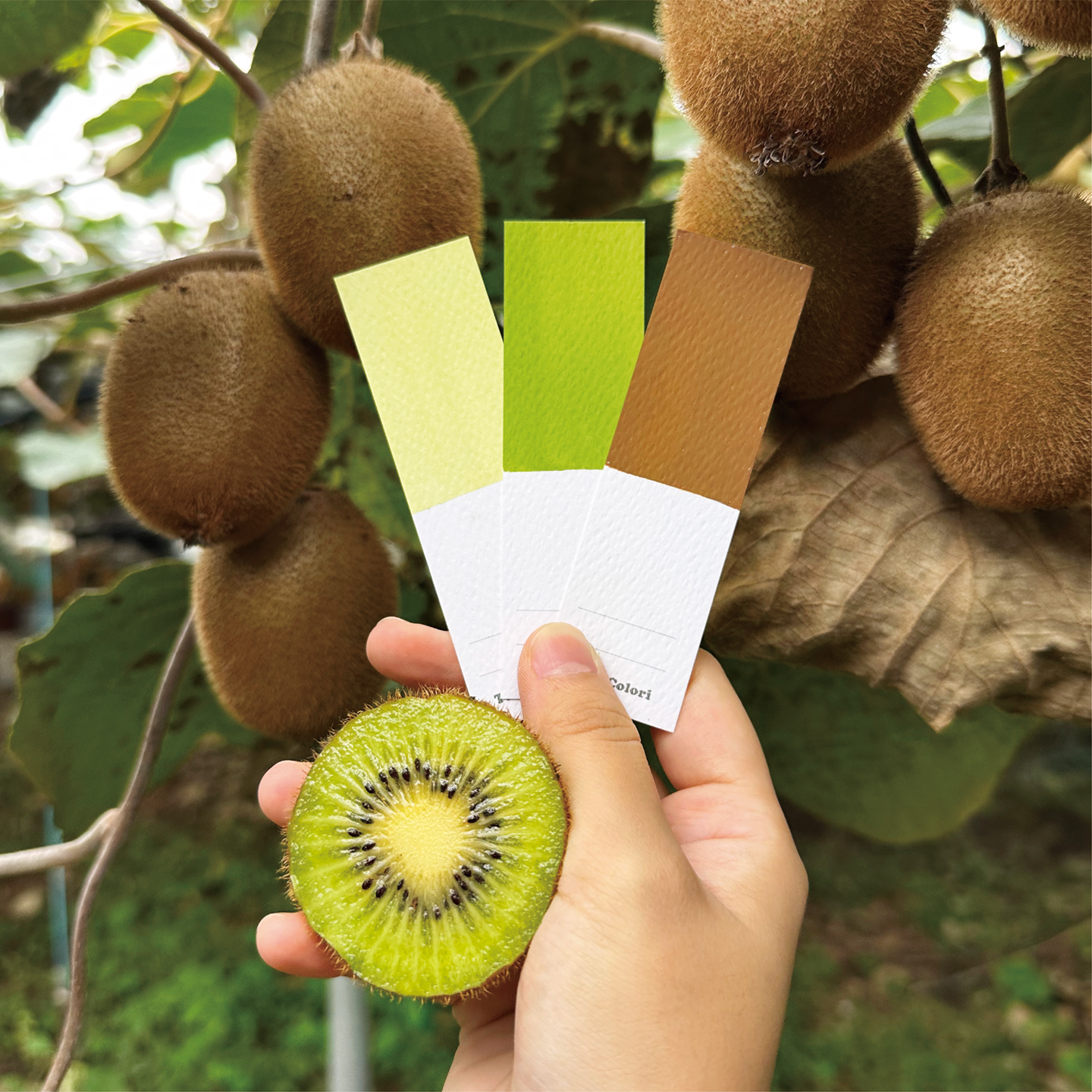 october_green kiwi-06.png