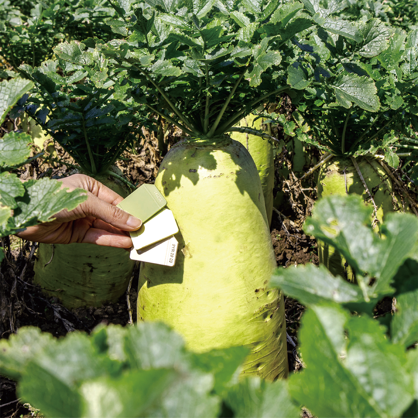 december_radish_06.png