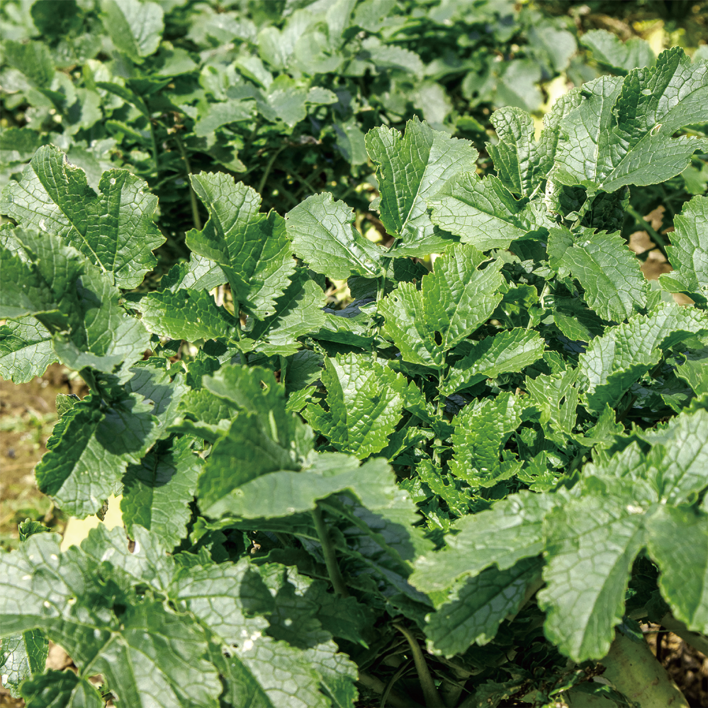 december_radish_13.png