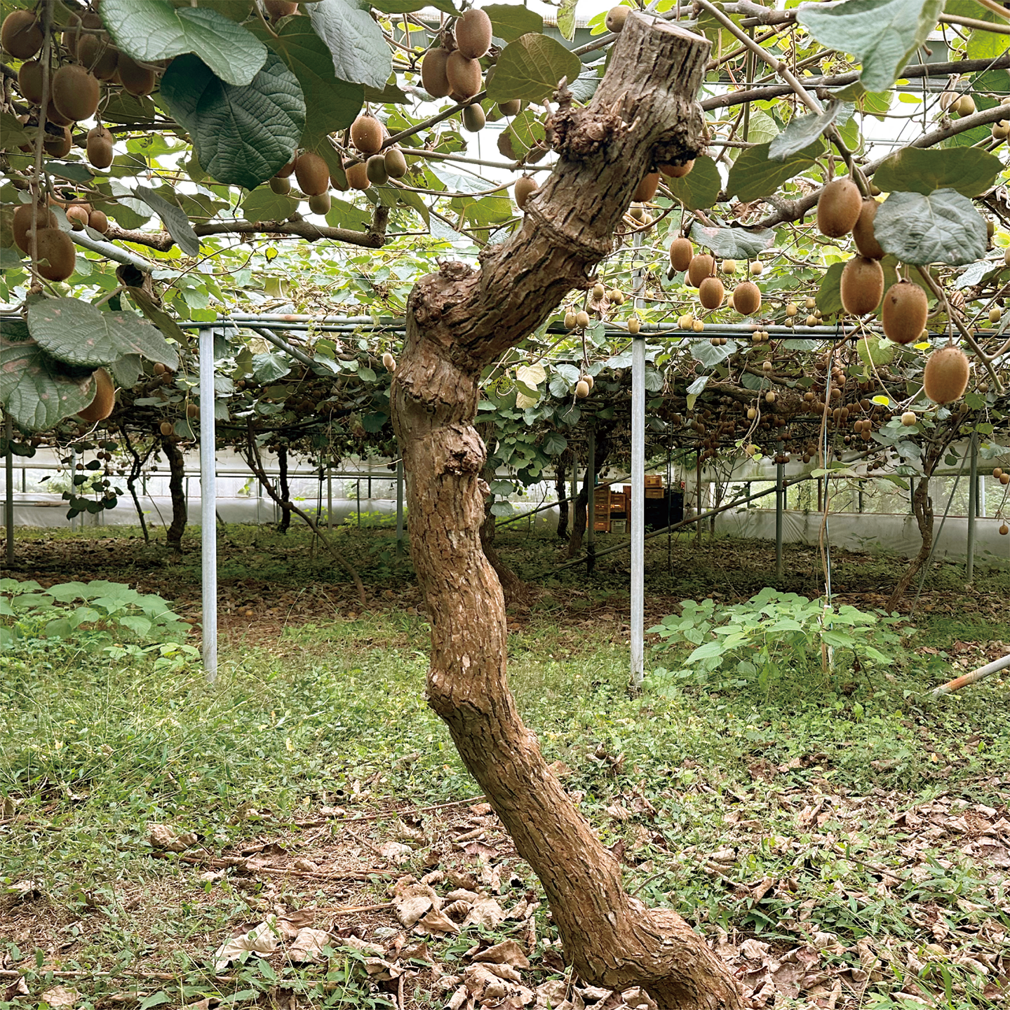 october_green kiwi-12.png