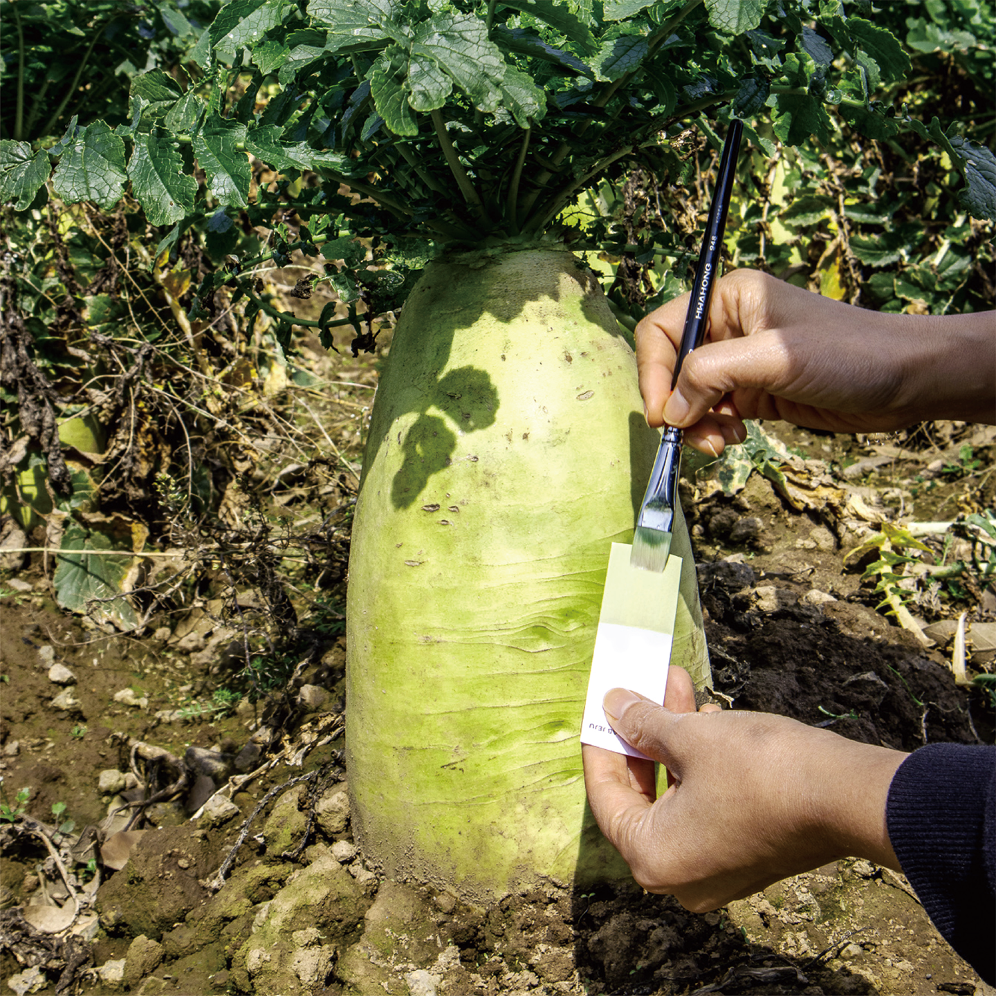 december_radish_07.png