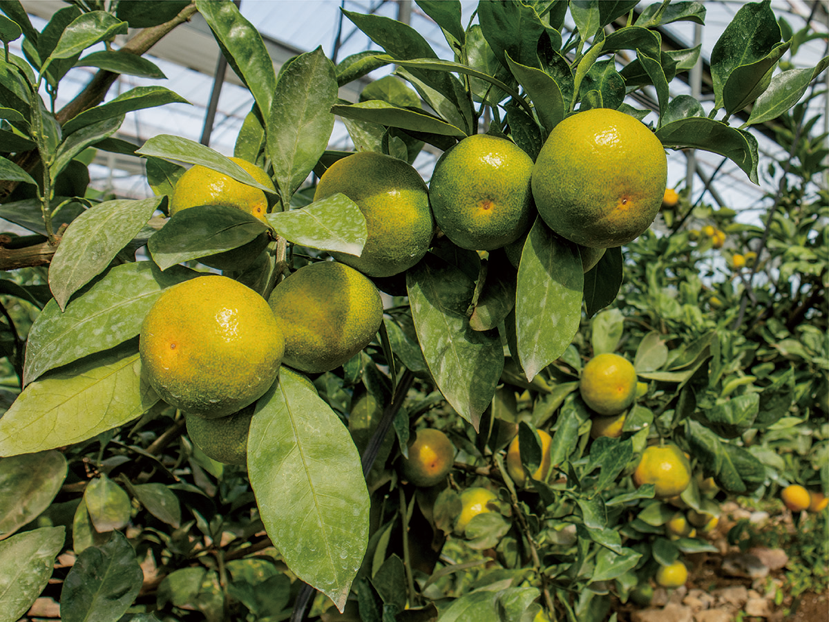 blog_september_young mandarin-01.jpg