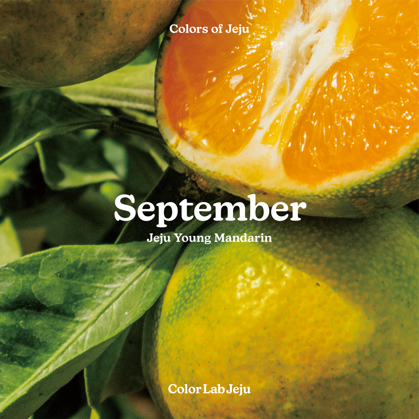 september_young mandarin-09.png