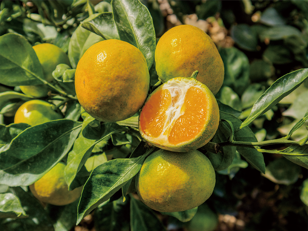blog_september_young mandarin-02.png