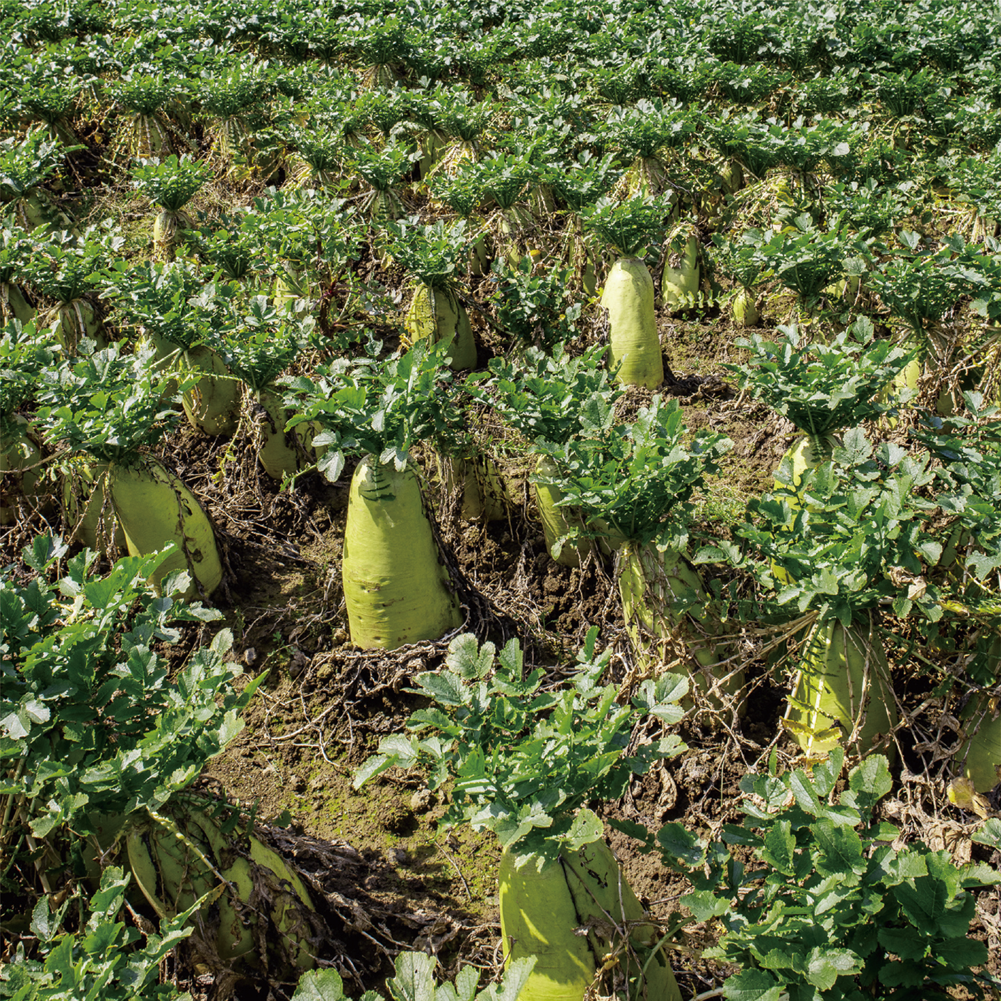 december_radish_03.png
