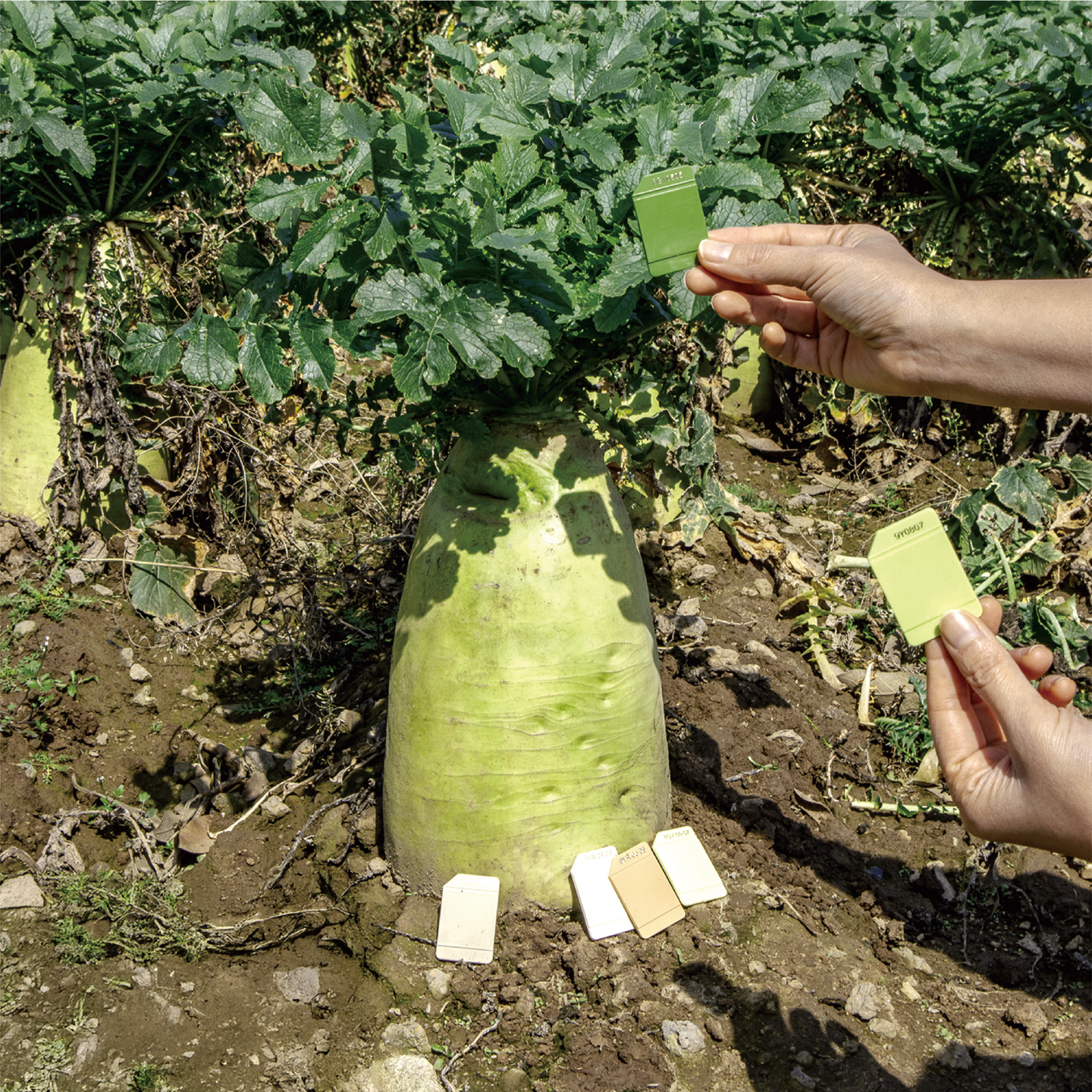 december_radish_04.png