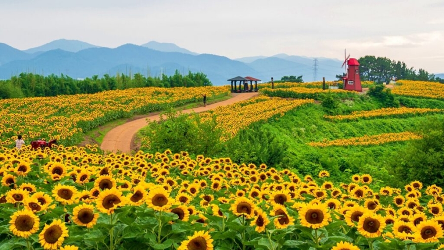 함안 강주해바라기 축제+무진정+다솔사+진주 월아산 수국축제+호암 이병철 생가+악양생태공원 금계국