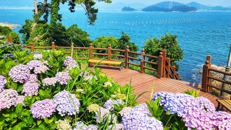 통영RCE세자트라숲+이순신공원 수국 산책로+달아전망대+통영 중앙전통시장+광도천 수국꽃길