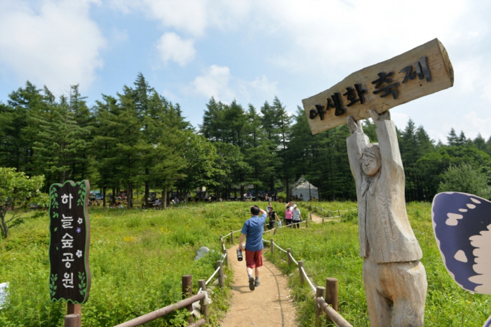 태백 해바라기축제(구와우마을)+시원한 용연굴+만항재 야생화축제+적멸보궁 정암사 복제