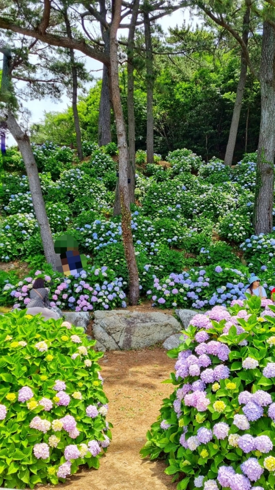 거제 저구항 남부면 수국+지세포진성 꽃동산+해금강 우제봉전망대+명사항 다목적 해상데크+노랑버덩+바람의 언덕