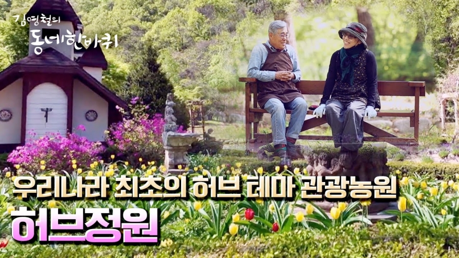 전국최대 봉평 메밀꽃축제(평창 효석문화제)+허브나라농원+밀브릿지 전나무숲