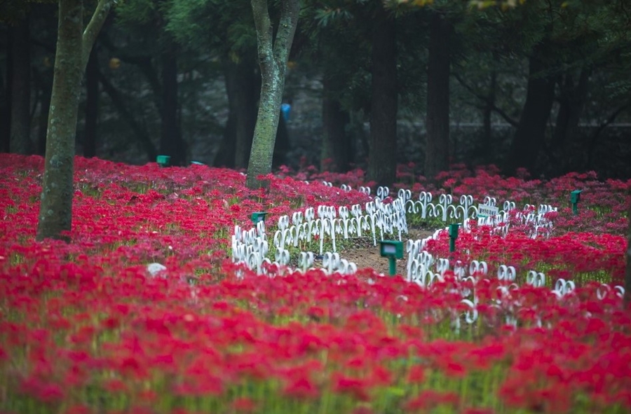 거창 감악산 꽃별 여행(아스타국화축제)+영광 불갑산 상사화 축제(꽃무릇)+가조온천 꽃단지 (황화코스모스)