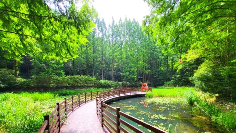 공주 유구 색동수국정원 꽃 죽제+세계문화유산 마곡사+장태산자연휴양림 메타세쿼이 산림욕