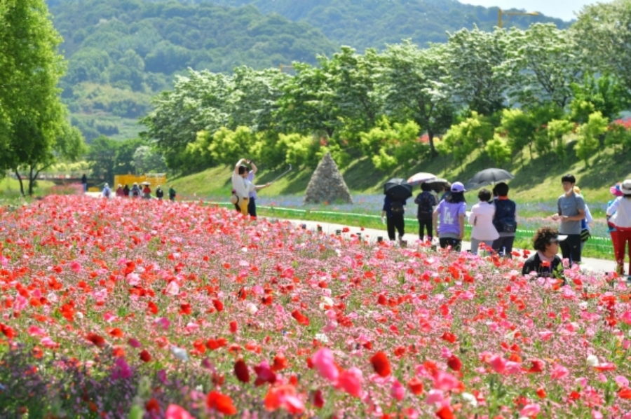 장성 황룡강 길동무 꽃길 축제+옥정호 붕어섬(작약, 양귀비)+출렁다리+전주 한옥마을