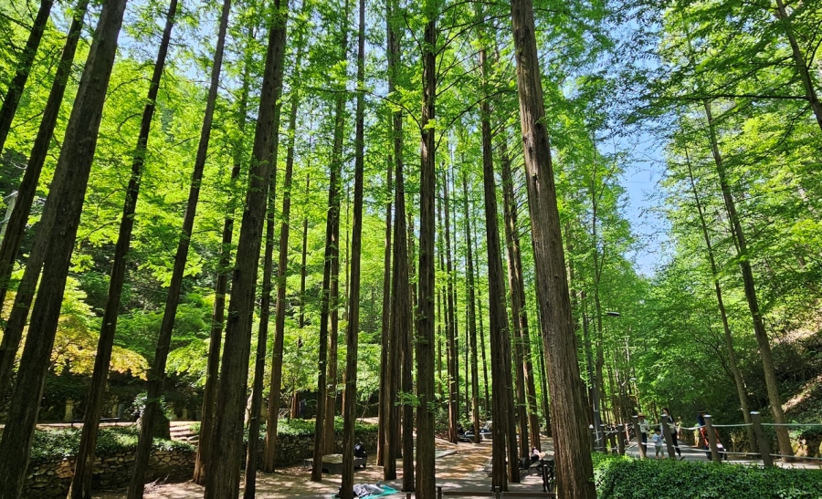 공주 유구 색동수국정원 꽃 죽제+세계문화유산 마곡사+장태산자연휴양림 메타세쿼이 산림욕