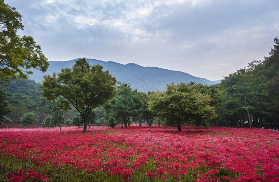 거창 감악산 꽃별 여행(아스타국화축제)+영광 불갑산 상사화 축제(꽃무릇)+가조온천 꽃단지 (황화코스모스)