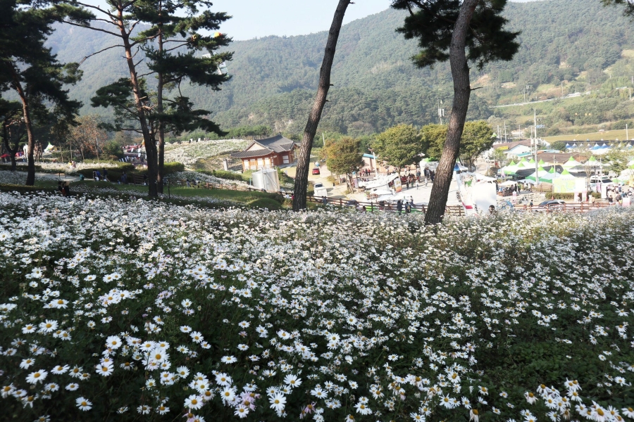 전국최대 정읍 구절초꽃축제+천만송이 임실치즈테마파크 국화꽃+옥정호 출렁다리+붕어섬 생태공원