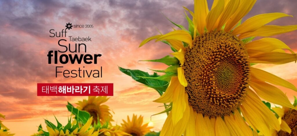 태백 해바라기축제(구와우마을)+시원한 용연굴+만항재 야생화축제+적멸보궁 정암사 복제