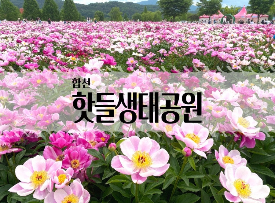 합천 황매산 철쭉제+핫들생태공원 작약+전 구형왕릉+성철스님 생가 터 겁외사+남사예담촌