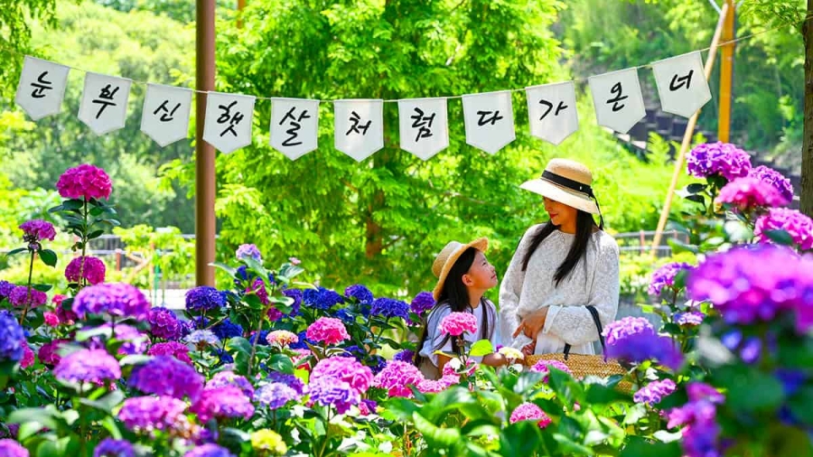 [3사찰] 진주 월아산 수국 수국 페스티벌+사천 다솔사(천년고찰)+진주 응석사+진주성 호국사