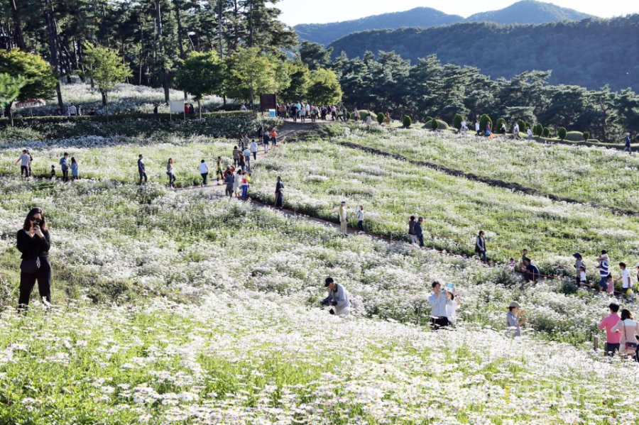 전국최대 정읍 구절초꽃축제+천만송이 임실치즈테마파크 국화꽃+옥정호 출렁다리+붕어섬 생태공원