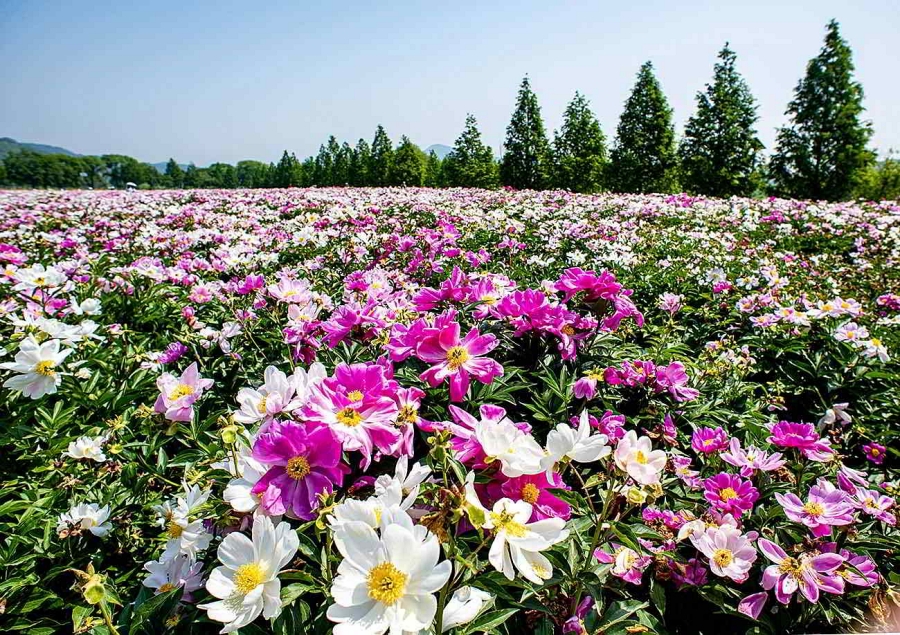 합천 황매산 철쭉제+핫들생태공원 작약+전 구형왕릉+성철스님 생가 터 겁외사+남사예담촌