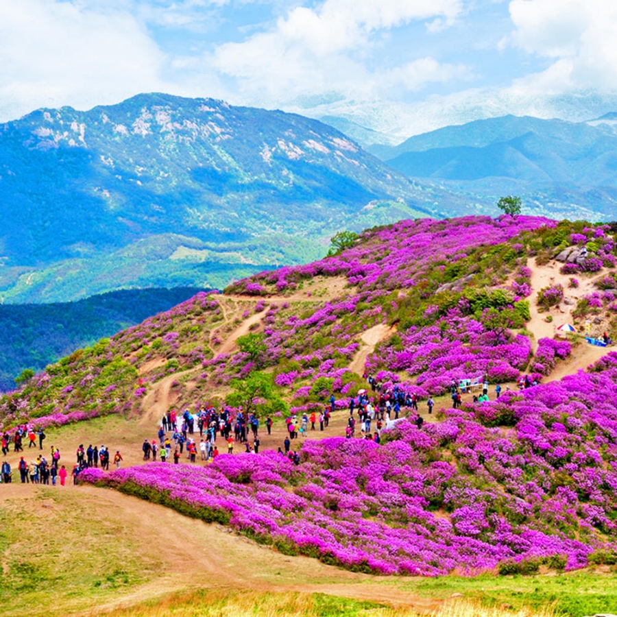 합천 황매산 철쭉제+핫들생태공원 작약+전 구형왕릉+성철스님 생가 터 겁외사+남사예담촌