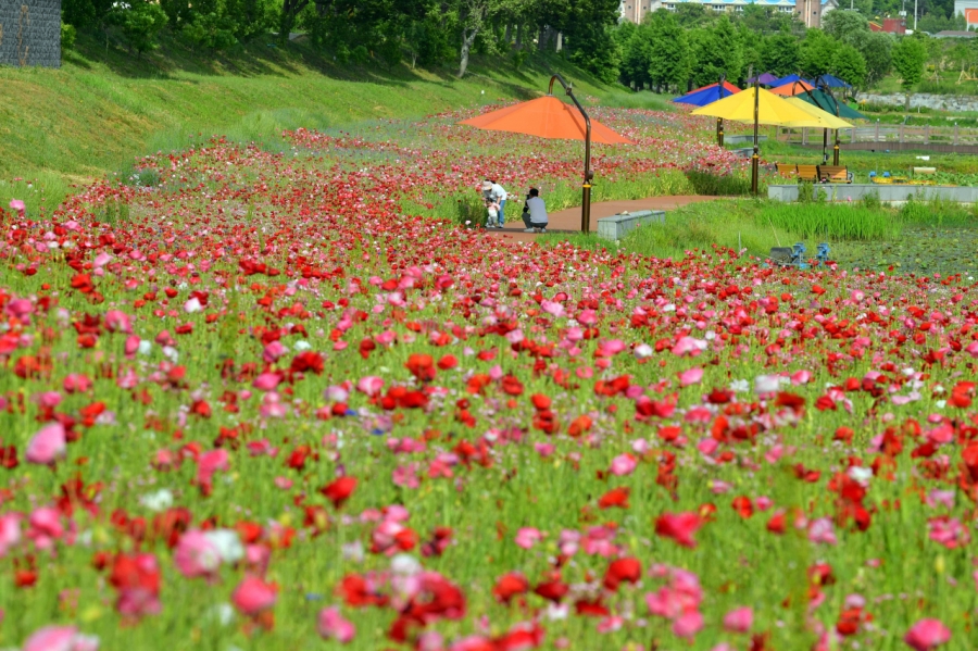 장성 황룡강 길동무 꽃길 축제+옥정호 붕어섬(작약, 양귀비)+출렁다리+전주 한옥마을