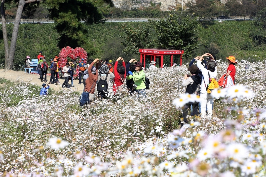 전국최대 정읍 구절초꽃축제+천만송이 임실치즈테마파크 국화꽃+옥정호 출렁다리+붕어섬 생태공원