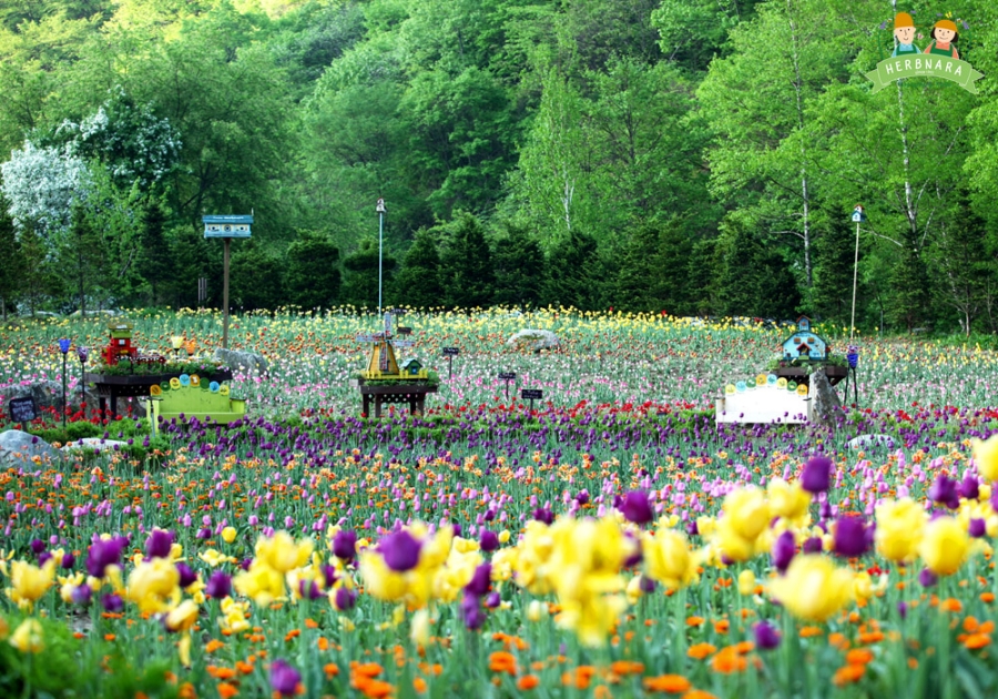 전국최대 봉평 메밀꽃축제(평창 효석문화제)+허브나라농원+밀브릿지 전나무숲