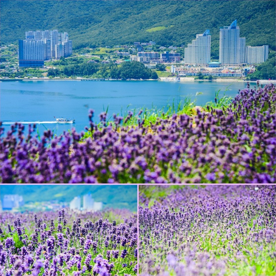 거제 저구항 남부면 수국+지세포진성 꽃동산+해금강 우제봉전망대+명사항 다목적 해상데크+노랑버덩+바람의 언덕