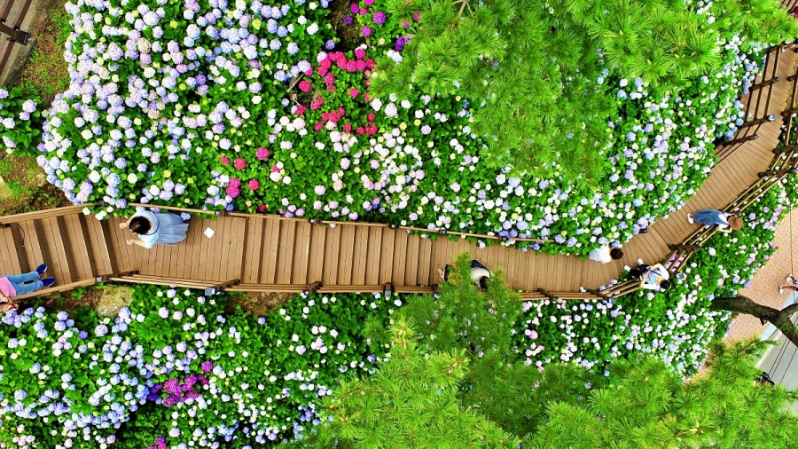 거제 저구항 남부면 수국+지세포진성 꽃동산+해금강 우제봉전망대+명사항 다목적 해상데크+노랑버덩+바람의 언덕