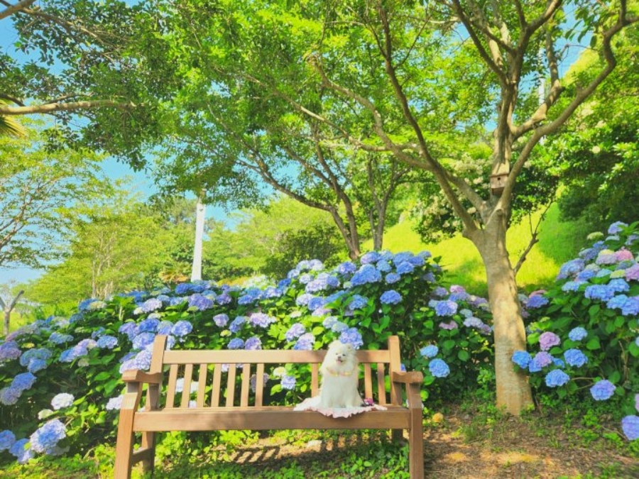 통영RCE세자트라숲+이순신공원 수국 산책로+달아전망대+통영 중앙전통시장+광도천 수국꽃길
