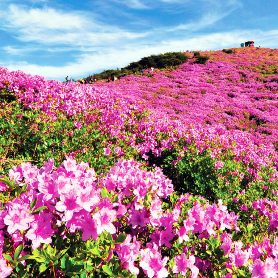 합천 황매산 철쭉제+핫들생태공원 작약+전 구형왕릉+성철스님 생가 터 겁외사+남사예담촌