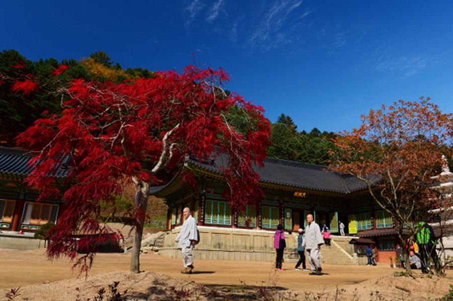 오대산 월정사+선재길+상원사 단풍길(트레킹 또는 관광)+평창 바위공원