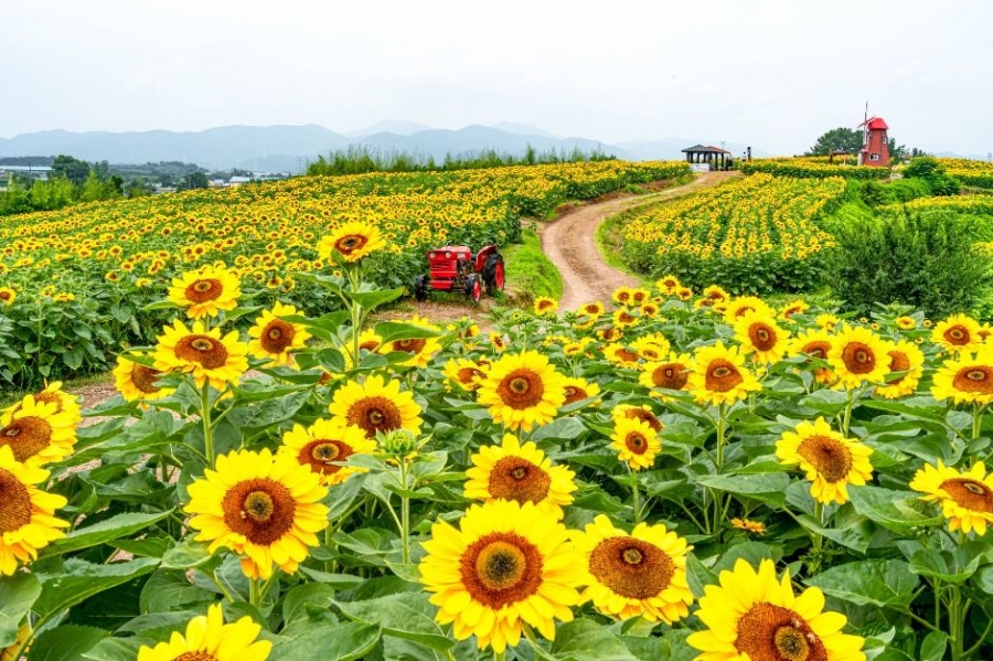 함안 강주해바라기 축제+무진정+다솔사+진주 월아산 수국축제+호암 이병철 생가+악양생태공원 금계국