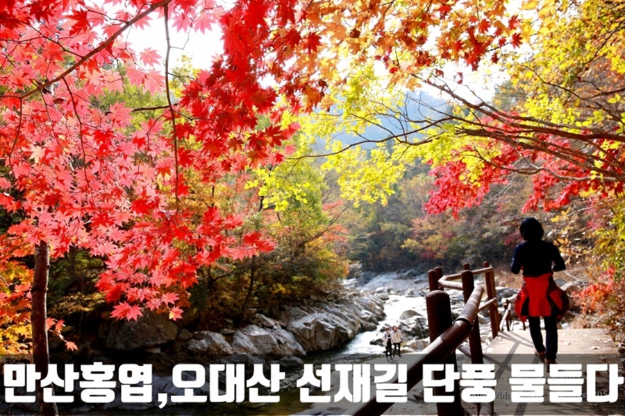 오대산 월정사+선재길+상원사 단풍길(트레킹 또는 관광)+평창 바위공원
