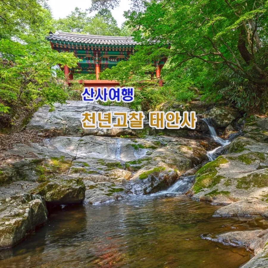 곡성 세계장미축제(1004종의 세계 장미) 장성 황룡강 길동무 꽃길(5km)+태안사 명상 숲길