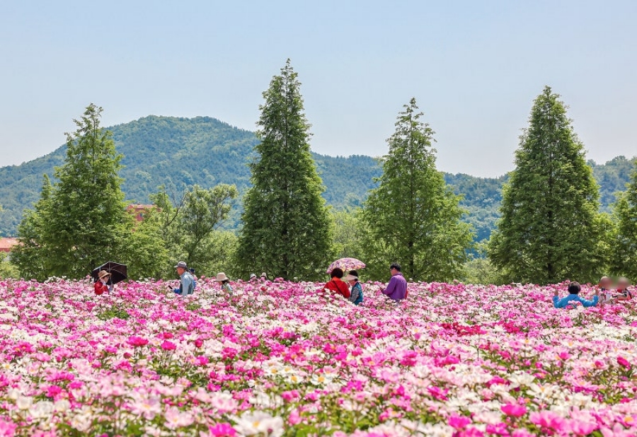 합천 황매산 철쭉제+핫들생태공원 작약+전 구형왕릉+성철스님 생가 터 겁외사+남사예담촌