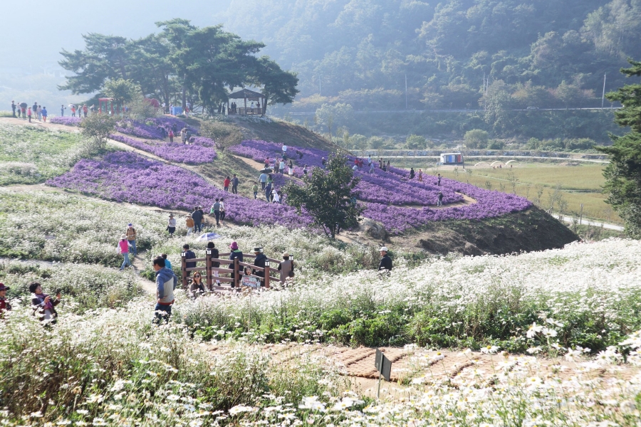 전국최대 정읍 구절초꽃축제+천만송이 임실치즈테마파크 국화꽃+옥정호 출렁다리+붕어섬 생태공원