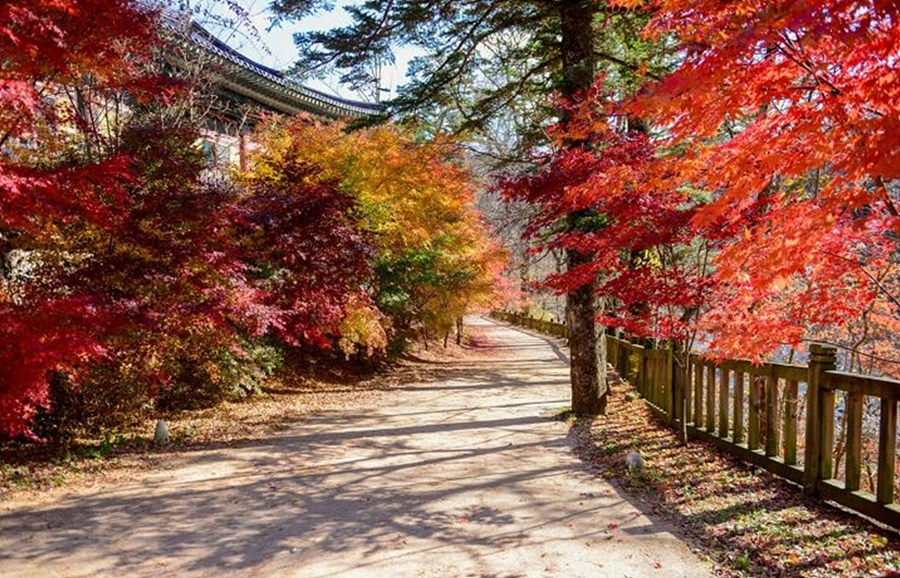 오대산 월정사+선재길+상원사 단풍길(트레킹 또는 관광)+평창 바위공원